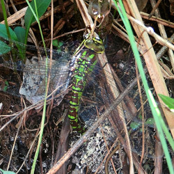 Aeshna cyanea